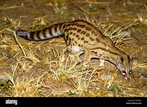 Limacidae: Uma Criatura Escondida com um Estilo de Vida Noturno e uma Dieta Carnívora Excepcional!