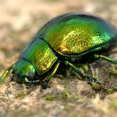   Ocelídea! Descubra o Mundo Fascinante destes Besouros Brilhantes comasas Metálicas Iridescentes