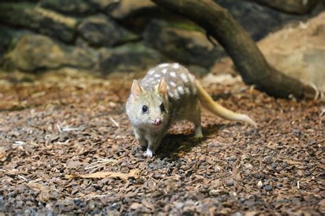  Quoll: Desvendando o Mistério de uma Criatura Noturna com Manchas e um Apetite Insaciável!