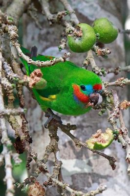  Rainforest Dweller: This Colorful Fish Thrives in Fast-Flowing Streams and Exhibits Remarkable Camouflage Abilities!