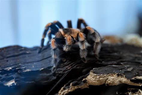  Tarantulas: As Masters of Camouflage With Eight-Legged Elegance!