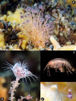  Tubularia! Uma Colônia Colonial que Se Multiplica por Brotamento? Descubra como Funciona esse Fenômeno Fascinante