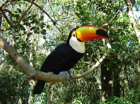  Tucano: Descubra o Anel de Ouro e os Costumes Exóticos da Floresta Amazônica!