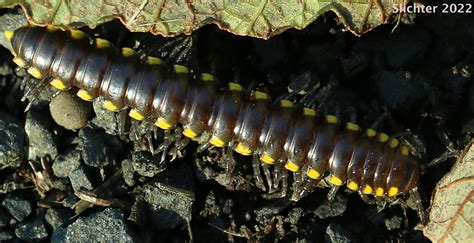  Yellow-Spotted Millipede: Uma Maravilha Aterradora com Mais de Cem Pernas e uma Defesa Sticky!