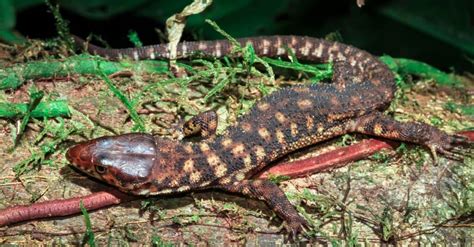  Yellow-spotted Lizard: Discover its Scaly Secrets Underneath the Sun-Drenched Rocks!