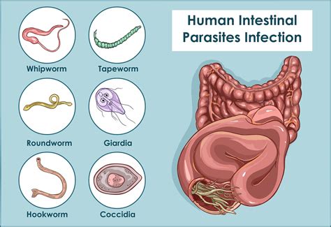  Dientamoeba! Um Parasita Intrigantes que Vive no seu Intestino