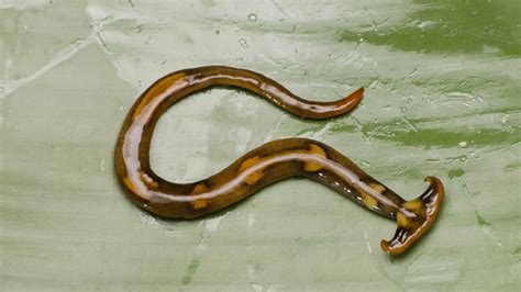  Hammerhead Worm! A Tiny Flatworm That Can Regenerate its Entire Body