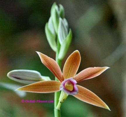  Himantoglossa! Descubra os Segredos Envolventes e Inusitados Desse Orquídea Terrestre que se Parece com uma Serpente