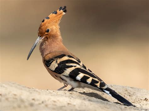  Hoopoe! This Beautiful Bird Known for Its Striking Crown Displays Remarkable Nesting Habits