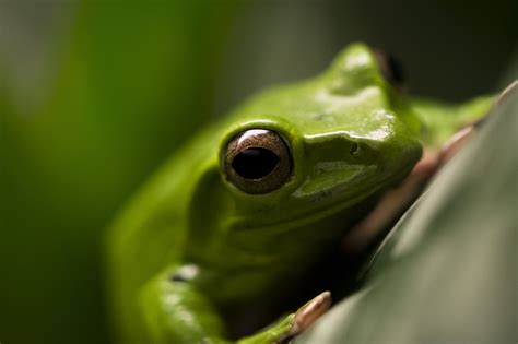  Novoa! Um anfíbio com um corpo esguio e uma habilidade de camuflagem surpreendente