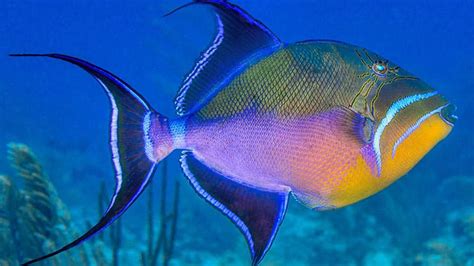  Queen Triggerfish: Uma Espécie Fascinante com uma Mordida Poderosíssima!