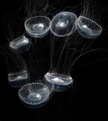  Umbrella Jellyfish: An Unforgettable Underwater Acrobat Performing Elegant Balances!