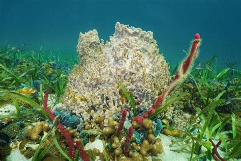  Yellow Barrel Sponge: Uma Esponja que se Atrapa em Cidades Subaquáticas Fantasmagóricas!